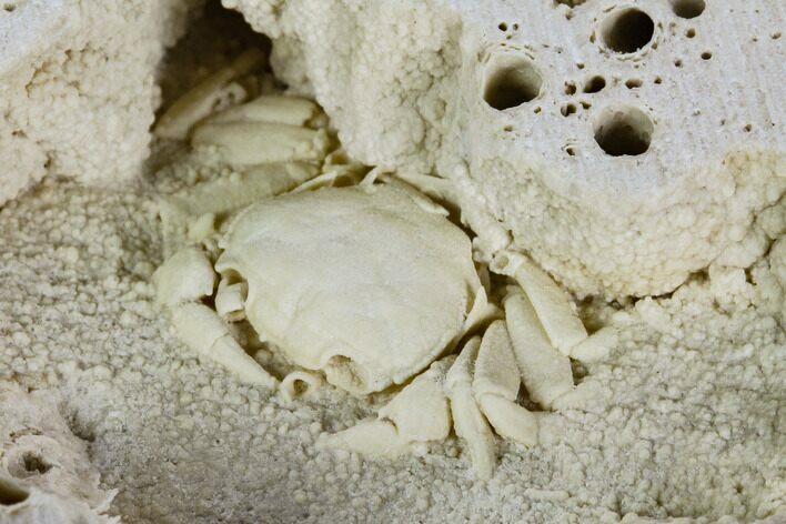 Fossil Crab (Potamon) Preserved in Travertine - Turkey #121371